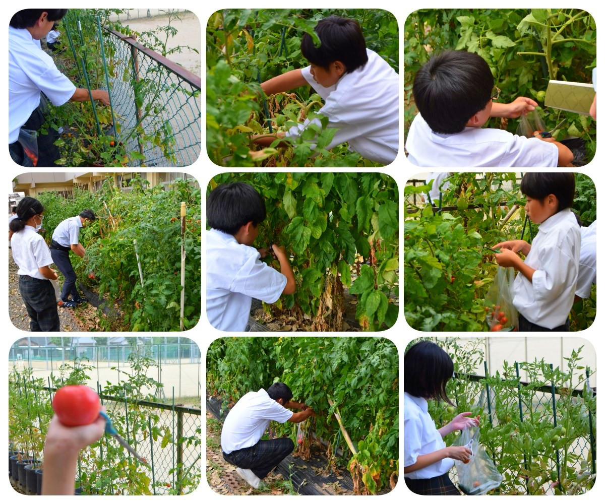 tomato1