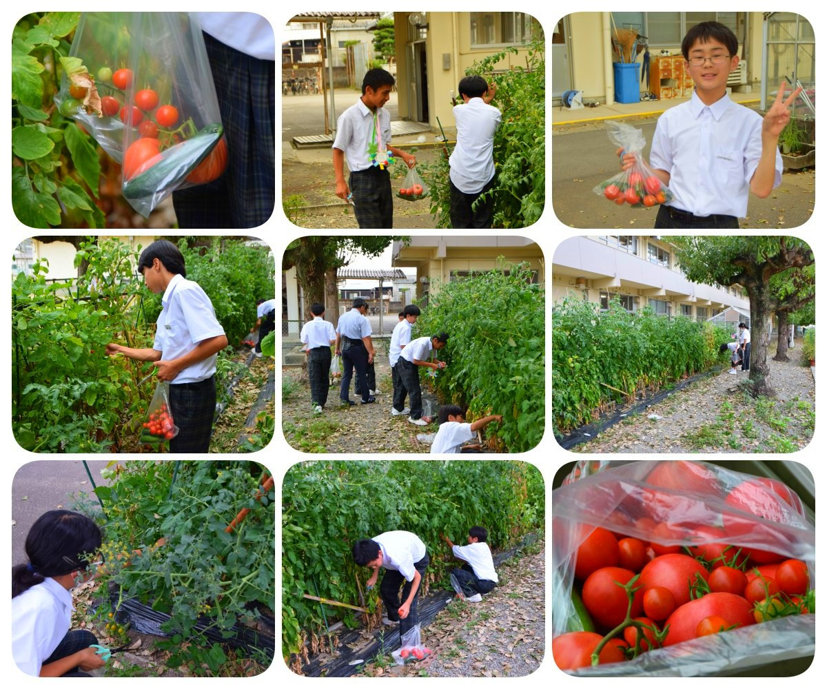 tomato2